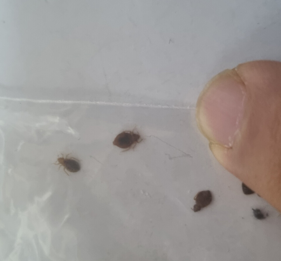 제주서 첫 빈대 발견, 긴급 방역조치로 확산 차단 총력